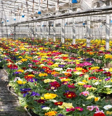 Insulated Panels for Horticulture & Floriculture (Flowers)