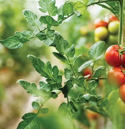2025 | Supplying Egypt’s Largest Agri-Food Manufacturing Complex