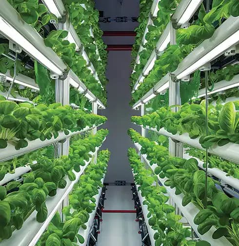 2021 | UAE’s First Vertical Farming Project